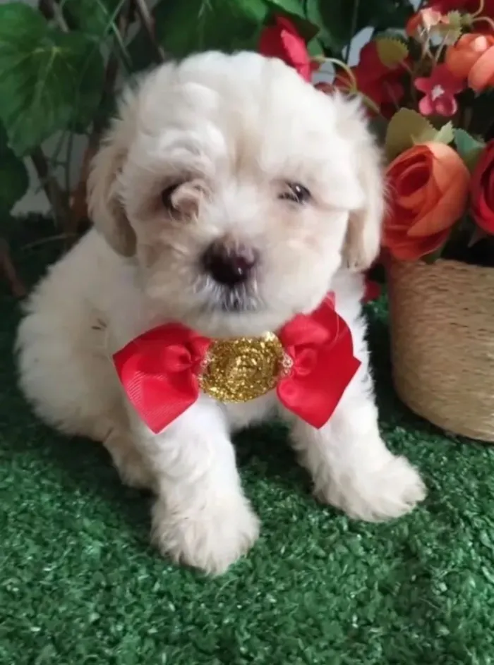Cachorro raça Poodle idade 2 a 6 meses nome Luiz Carlos da Silva Silva