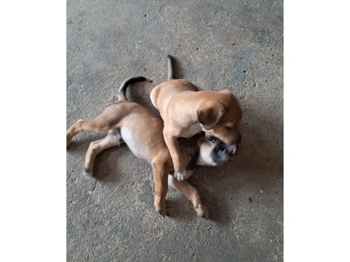 Cachorro raça SRD-ViraLata idade 2 a 6 meses nome Rapadura e Zé Coméia