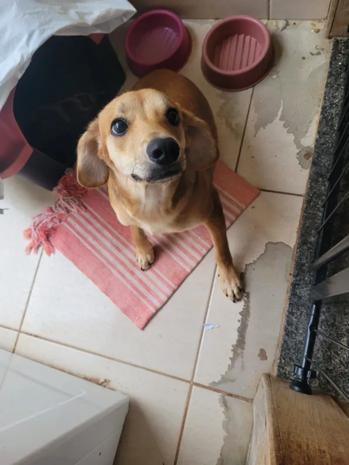 Cachorro raça SRD-ViraLata idade 7 a 11 meses nome Pitoco