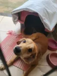 Cachorro raça SRD-ViraLata idade 7 a 11 meses nome Pitoco