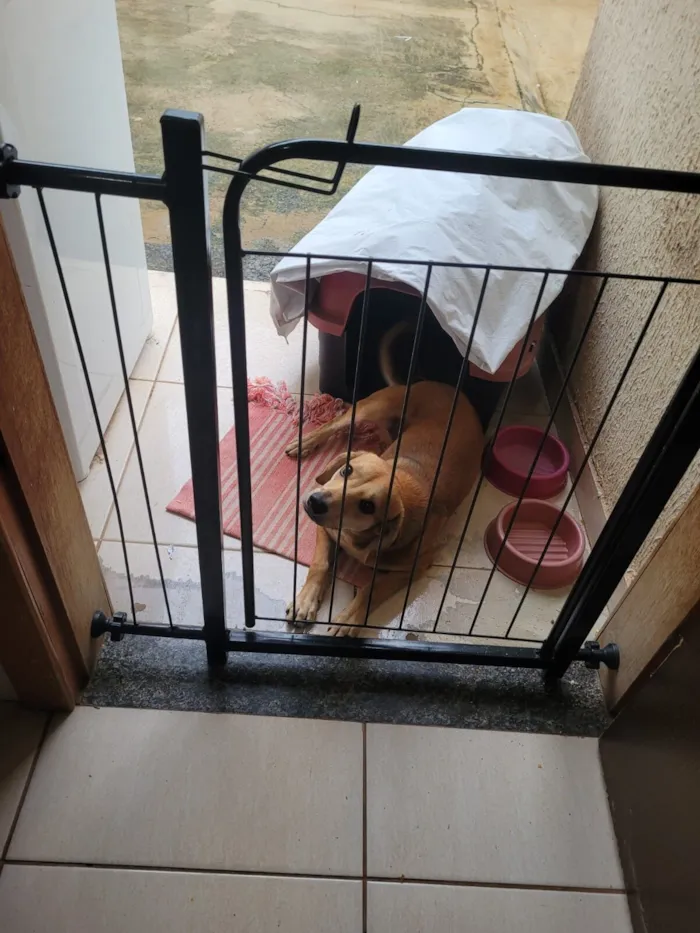 Cachorro raça SRD-ViraLata idade 7 a 11 meses nome Pitoco