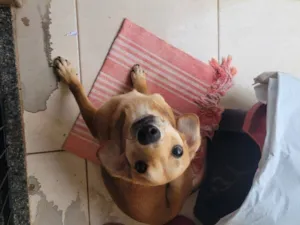 Cachorro raça SRD-ViraLata idade 7 a 11 meses nome Pitoco