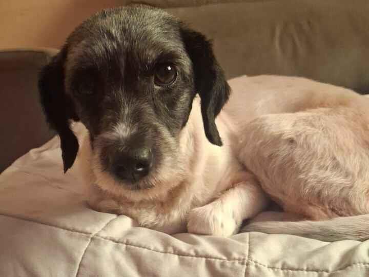 Cachorro raça SRD-ViraLata idade 5 anos nome Amora 