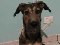 Cachorro raça SRD-ViraLata idade 2 a 6 meses nome Lilo