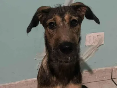 Cachorro raça SRD-ViraLata idade 2 a 6 meses nome Lilo