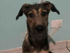 Cachorro raça SRD-ViraLata idade 2 a 6 meses nome Lilo