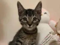 Gato raça SRD-ViraLata idade 2 a 6 meses nome Lili