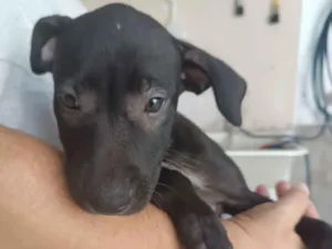 Cachorro raça SRD-ViraLata idade Abaixo de 2 meses nome Pretinha 