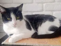 Gato raça SRD-ViraLata idade 5 anos nome Luna