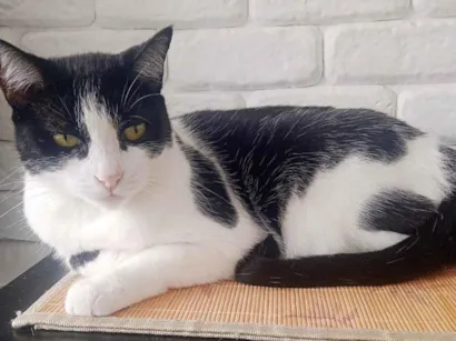 Gato raça SRD-ViraLata idade 5 anos nome Luna