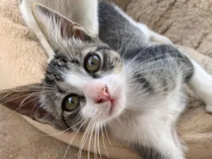 Gato raça SRD-ViraLata idade 2 a 6 meses nome Adote um gatinho ??