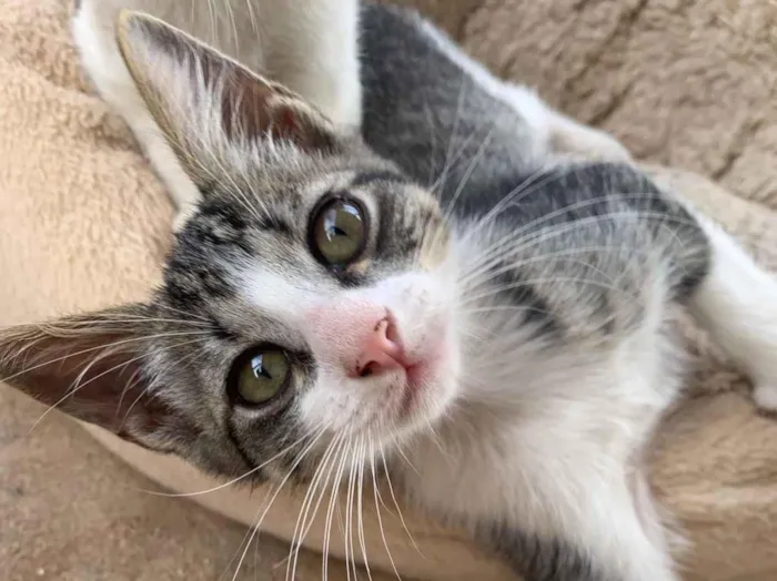 Gato raça SRD-ViraLata idade 2 a 6 meses nome Adote um gatinho ??