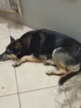 Cachorro raça SRD-ViraLata idade 2 anos nome Lindona