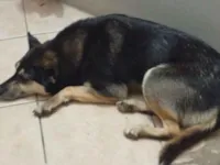 Cachorro raça SRD-ViraLata idade 2 anos nome Lindona