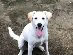 Cachorro raça SRD-ViraLata idade 4 anos nome Apolo