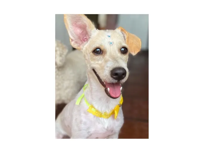 Cachorro raça SRD-ViraLata idade 5 anos nome Meg Beatriz 