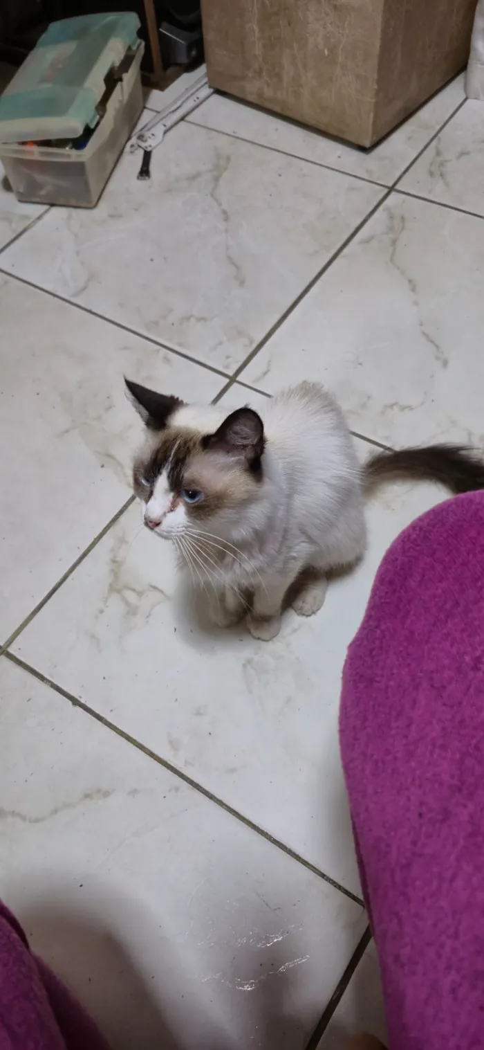 Gato raça SRD-ViraLata idade 7 a 11 meses nome Meu Nome é Juliana