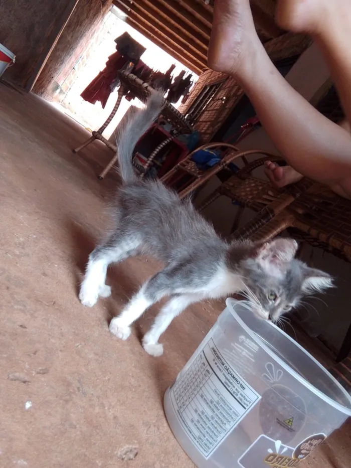 Gato raça SRD-ViraLata idade Abaixo de 2 meses nome Lola