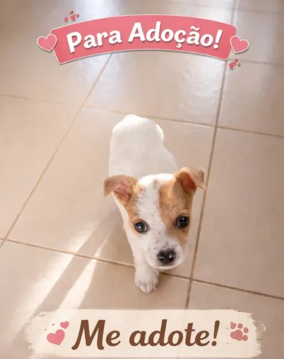 Cachorro raça SRD-ViraLata idade 2 a 6 meses nome Nina