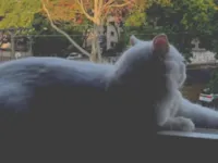 Gato raça Exótico idade 1 ano nome Aurora 