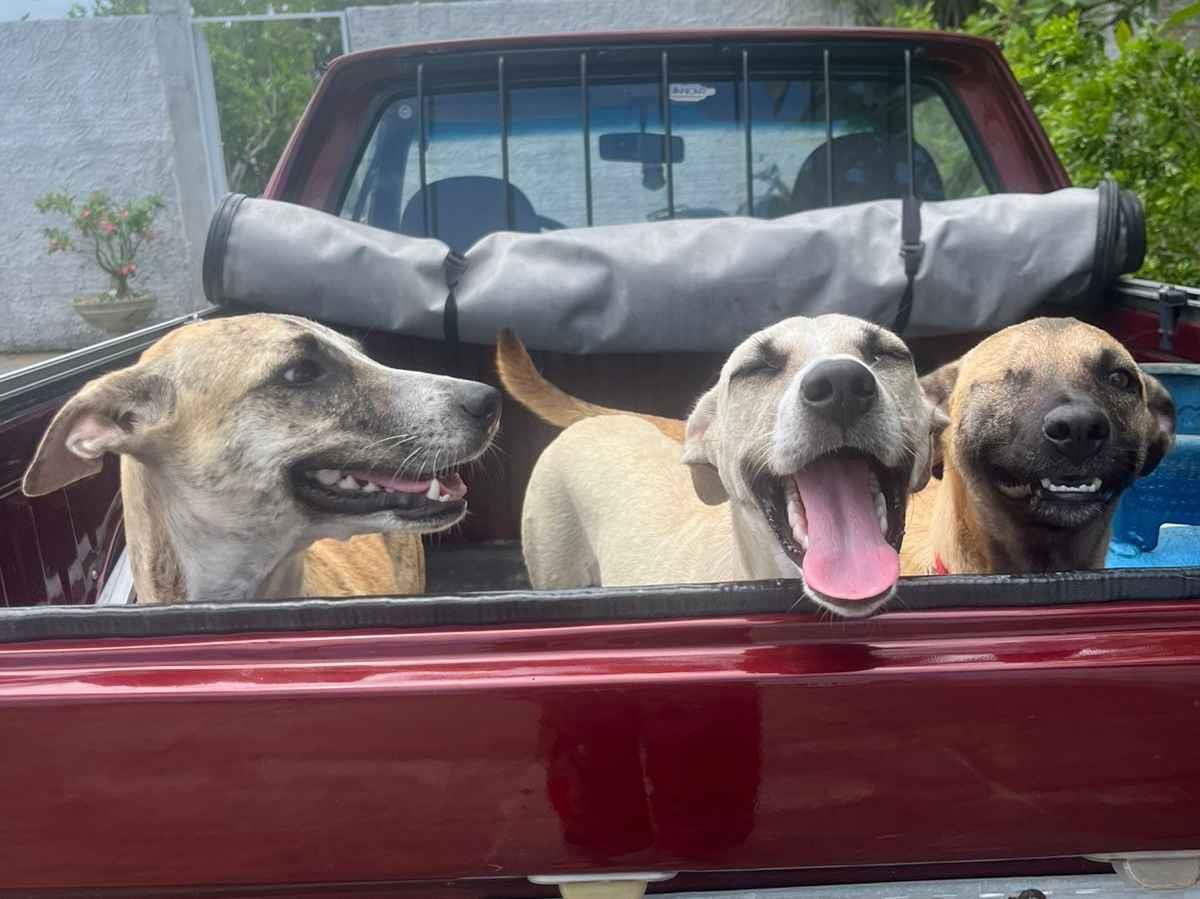 Cachorro raça SRD-ViraLata idade 2 a 6 meses nome Osa