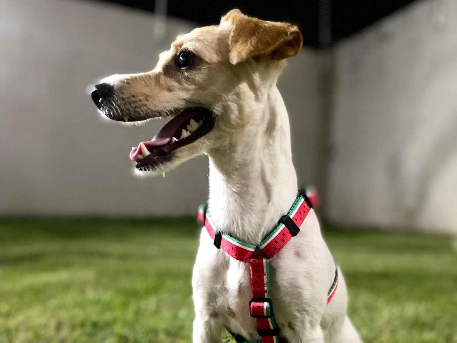 Cachorro raça SRD-ViraLata idade 5 anos nome Meg Beatriz 
