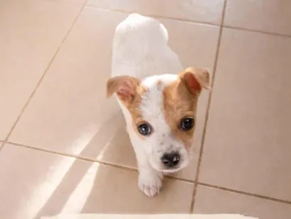 Cachorro raça SRD-ViraLata idade 2 a 6 meses nome Nina