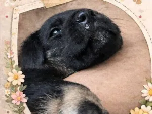 Cachorro raça Rottweiler idade Abaixo de 2 meses nome Nick