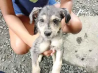 Cachorro raça Shnauzer idade 2 a 6 meses nome Molly