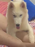 Cachorro raça Husky Siberiano idade 7 a 11 meses nome Zayon