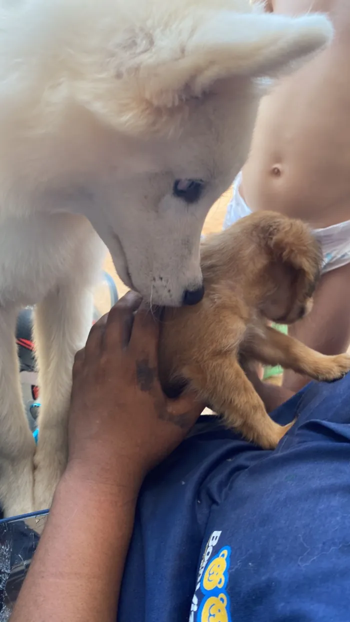 Cachorro raça Husky Siberiano idade 7 a 11 meses nome Zayon