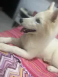 Cachorro raça Husky Siberiano idade 7 a 11 meses nome Zayon