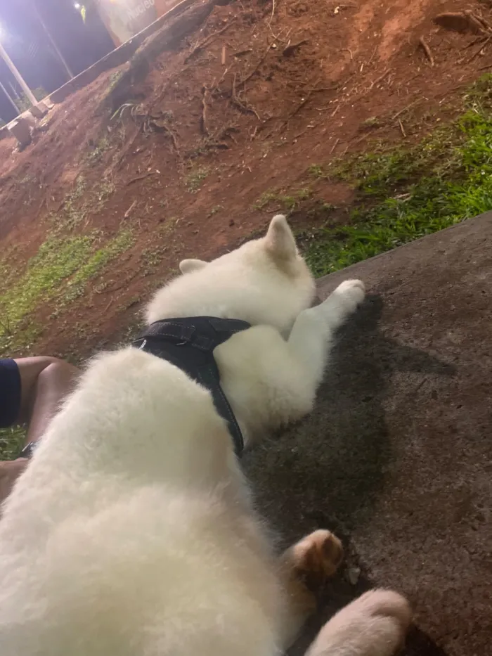 Cachorro raça Husky Siberiano idade 7 a 11 meses nome Zayon