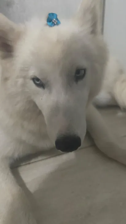 Cachorro raça Husky Siberiano idade 7 a 11 meses nome Zayon 