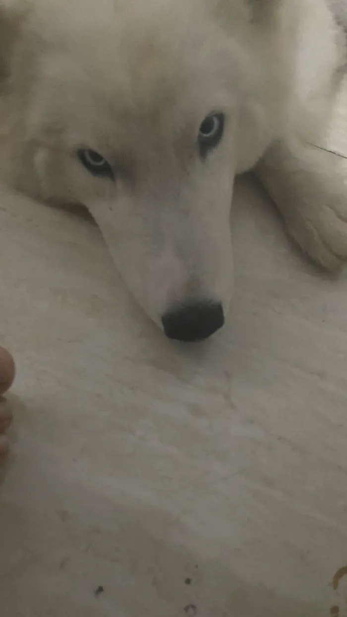 Cachorro raça Husky Siberiano idade 7 a 11 meses nome Zayon 