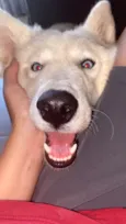 Cachorro raça Husky Siberiano idade 7 a 11 meses nome Zayon 
