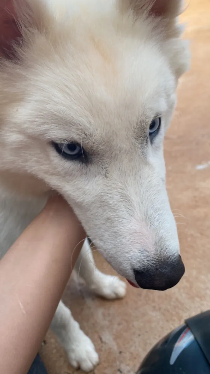 Cachorro raça Husky Siberiano idade 7 a 11 meses nome Zayon 