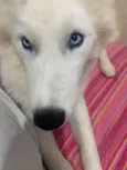 Cachorro raça Husky Siberiano idade 7 a 11 meses nome Zayon 