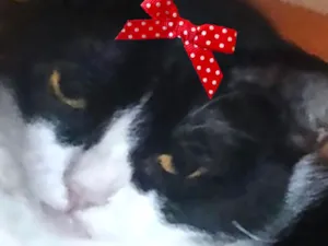 Gato raça SRD-ViraLata idade 1 ano nome Minnie 