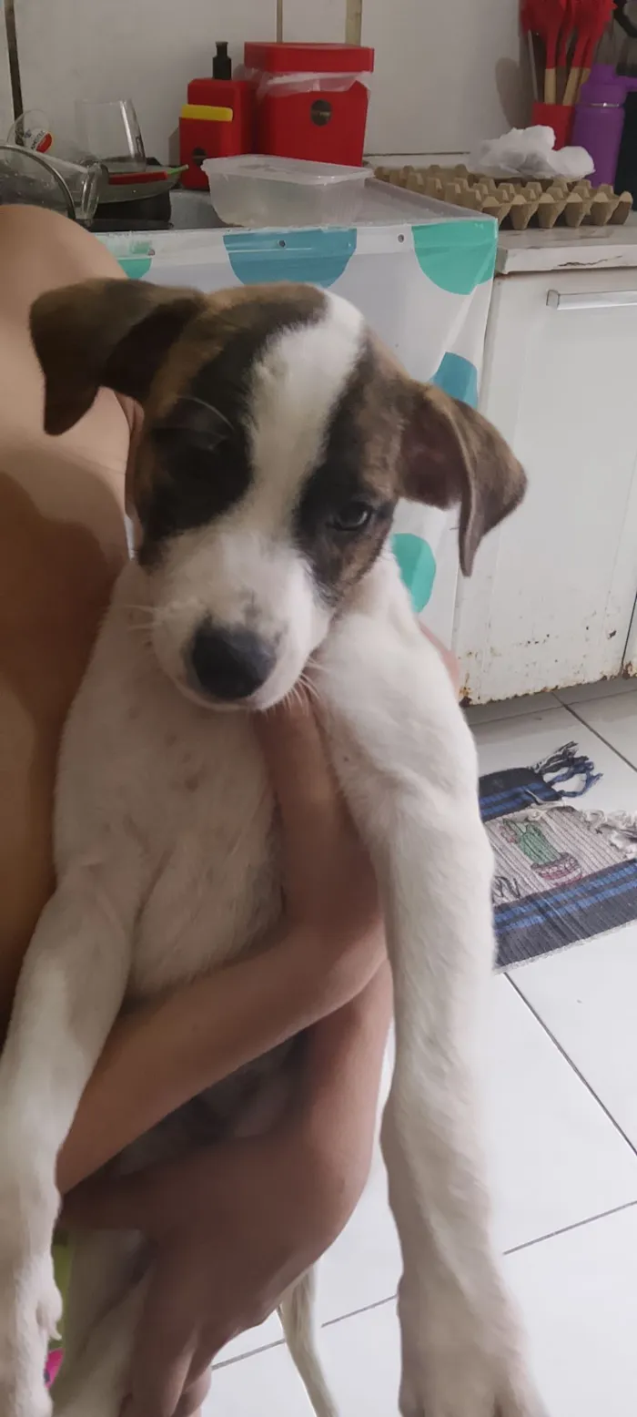 Cachorro raça SRD-ViraLata idade 2 a 6 meses nome Pintada 