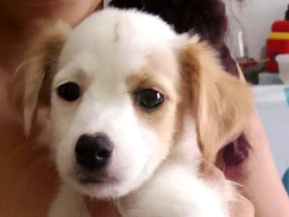 Cachorro raça SRD-ViraLata idade 2 a 6 meses nome Branquinha