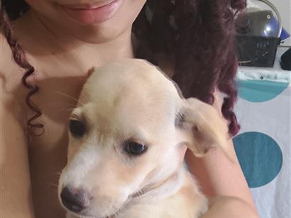 Cachorro raça SRD-ViraLata idade 2 a 6 meses nome Mesclada