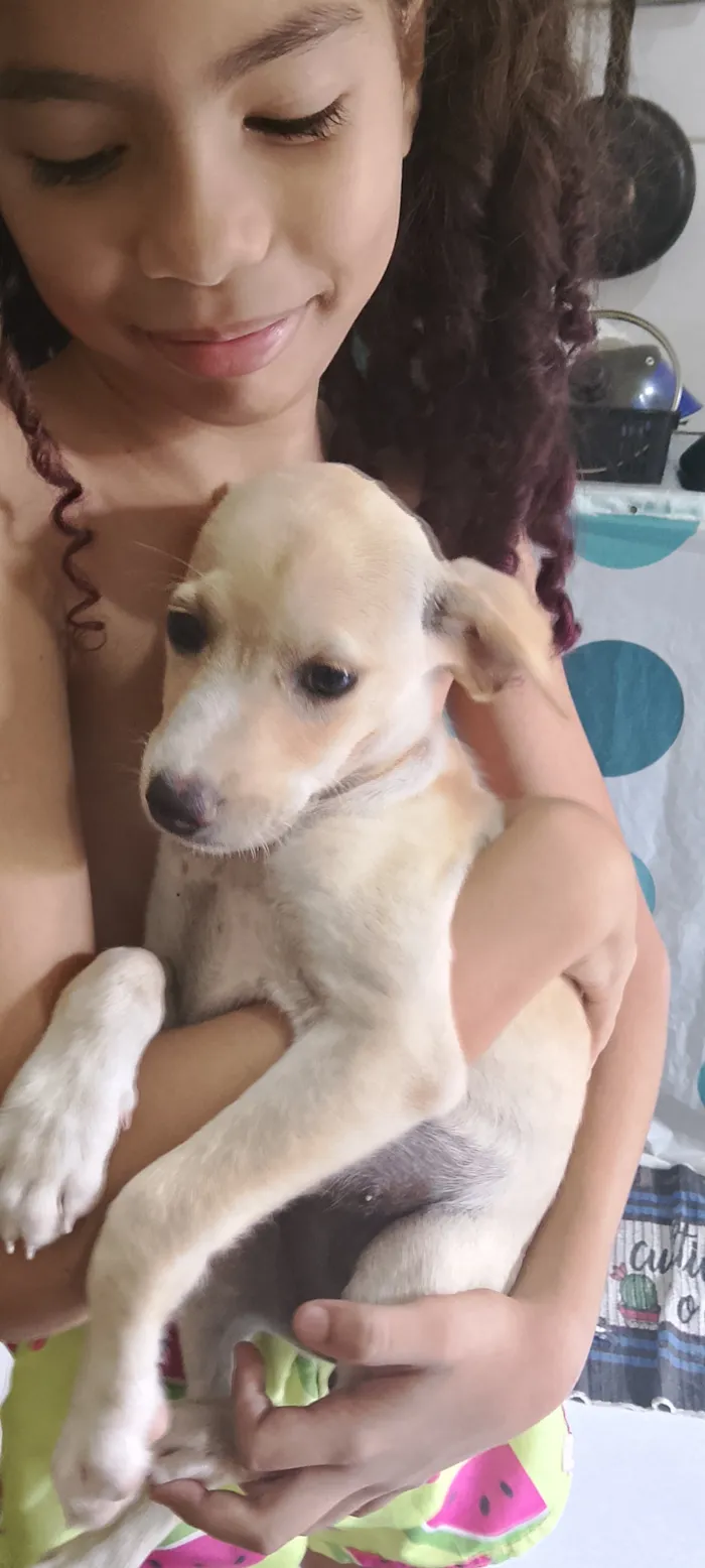 Cachorro raça SRD-ViraLata idade 2 a 6 meses nome Mesclada