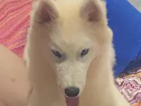 Cachorro raça Husky Siberiano idade 7 a 11 meses nome Zayon