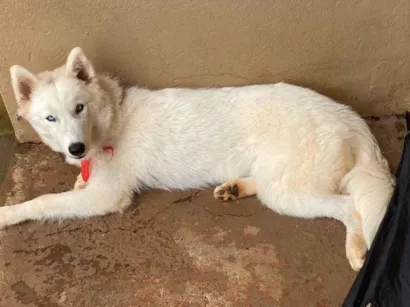 Cachorro raça Husky Siberiano idade 7 a 11 meses nome Zayon 