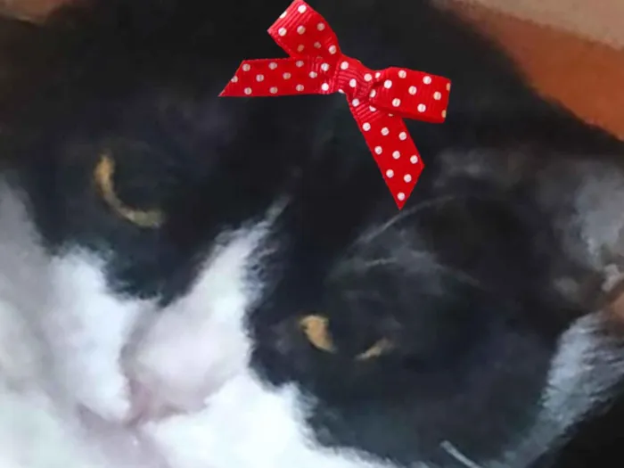 Gato raça SRD-ViraLata idade 1 ano nome Minnie 