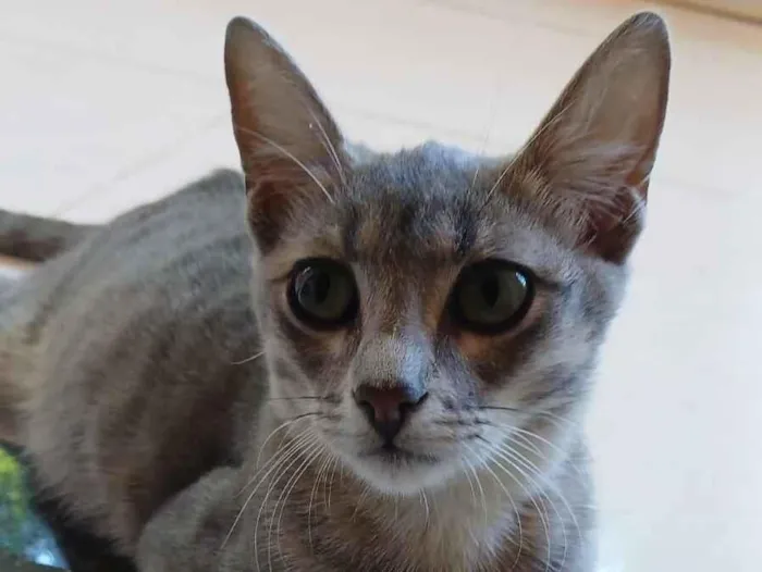 Gato raça SRD-ViraLata idade 7 a 11 meses nome Amora