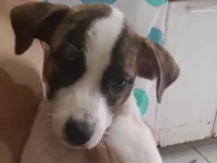 Cachorro raça SRD-ViraLata idade 2 a 6 meses nome Pintada 