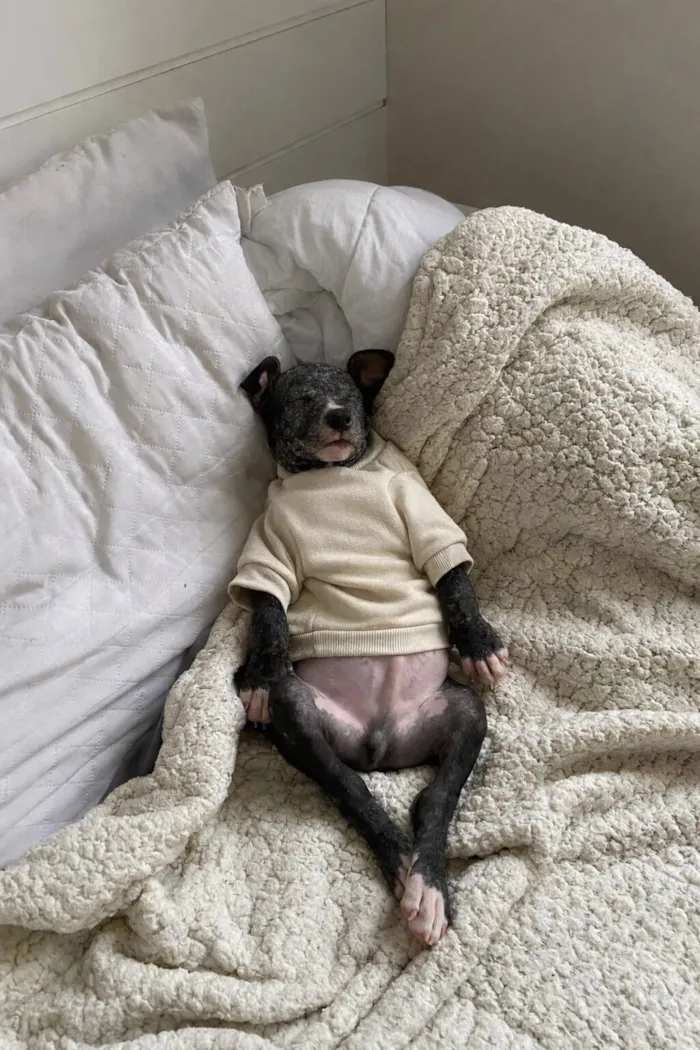 Cachorro raça SRD-ViraLata idade 2 a 6 meses nome Vitorino