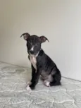 Cachorro raça SRD-ViraLata idade 2 a 6 meses nome Vitorino